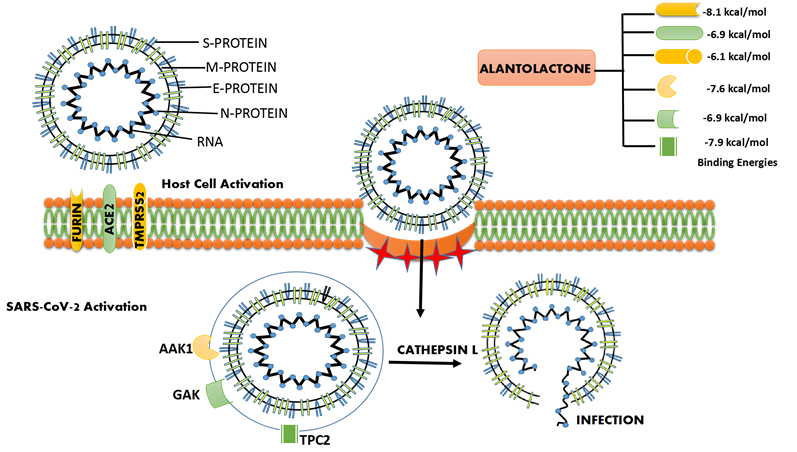 Alantolactone binds successfully with both viral proteins as well as human receptor protein and kinases that are involved in SARS-coV-2 entry and biogenesis in the cell. The entry of SARS-coV-2 depends on the binding of s-protein and plasma membrane receptor ACE-2 which is facilitated by proteases TMPRSS2 and furin. The further entry and biogenesis are proceeded by kinases AAK1 and GAK-2 as shown above and cathepsil L. Alantolactone binding energies with all the proteases, Kinases and receptors are given.